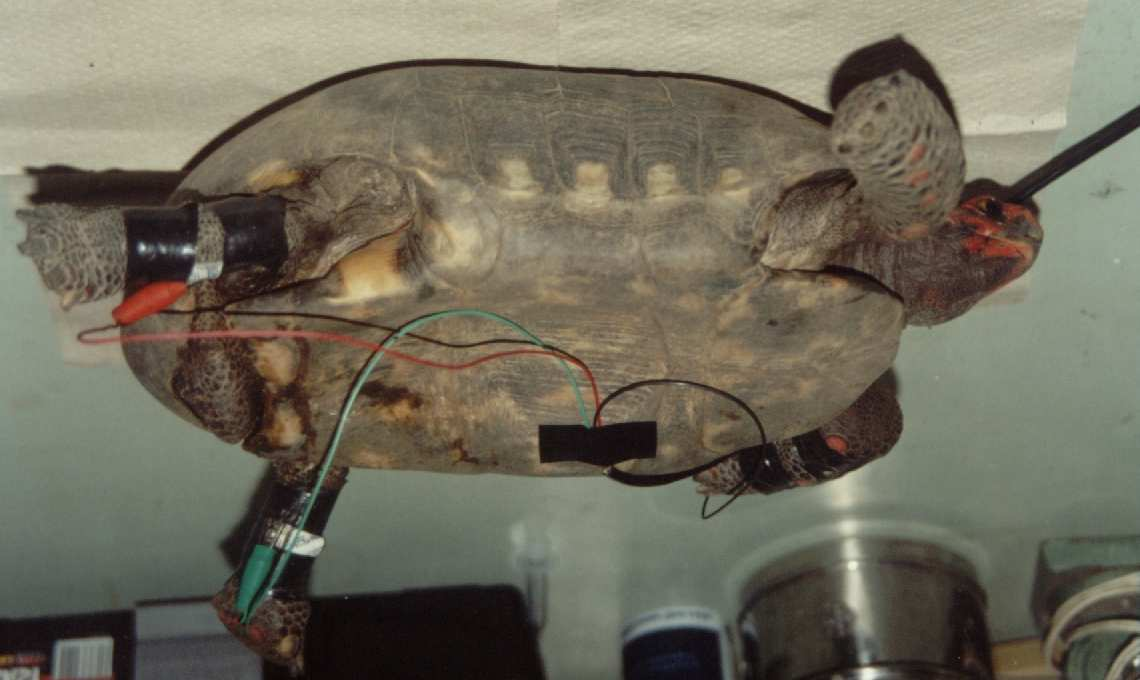 Os animais foram, então, colocados no interior das caixas plásticas, em decúbito ventral, e a outra extremidade do cabo conectada ao amplificador modelo BMA-931 (CWE, Inc.