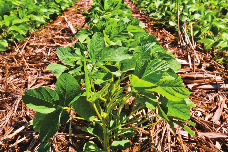 Boas práticas para a gestão responsável do Sistema Cultivance Faça o cultivo da soja do Sistema Cultivance em rotação com outras culturas.