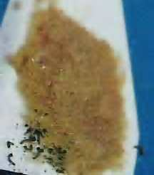 As larvas mais novas consomem tecidos de folha de um lado, deixando a epiderme oposta intacta.