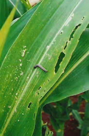 2 Controle biológico da lagarta do cartucho, Spodoptera frugiperda, com Bacillus thuringiensis Figura 5. Dano causado pela lagarta do cartucho, Spodoptera frugiperda, em planta de milho Figura 6.