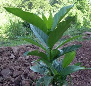 1. INTRODUÇÃO A Morinda citrifolia Linn é uma tradicional planta medicinal popular que tem sido usada por mais de 2000 anos pelos povos polinésios.