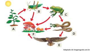Ecologia 1. Observe a cadeia alimentar representada no esquema abaixo.