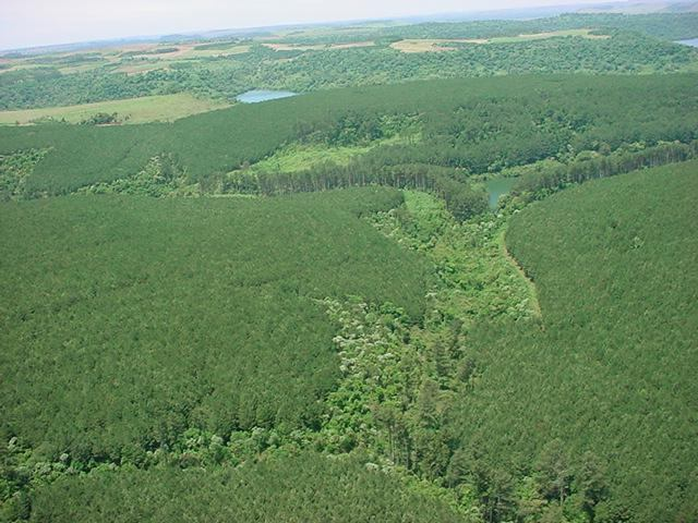 1. INTRODUÇÃO A Araupel S/A certificou suas florestas em março de 2002 de acordo com os Princípios e Critérios do FSC Forest Stewardship Council (Conselho de Manejo Florestal).