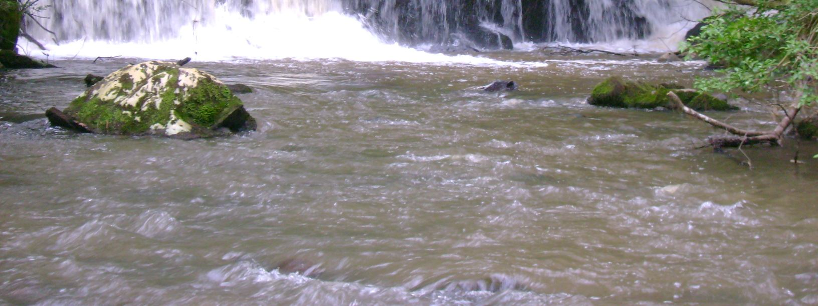 A Avaliação biológica realizada em 2012 para os rios Trigal e Charqueada demonstraram nos quatro pontos amostrais grande diversidade biológica referente a organismos aquáticos bioindicadores, isto se