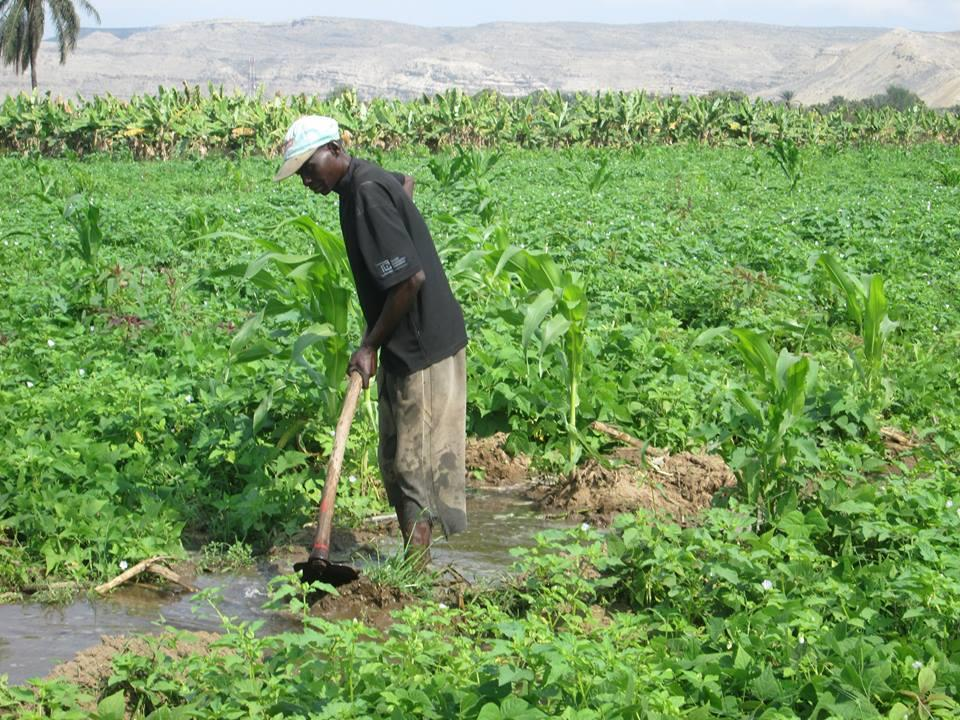 Depois de 2 anos em queda, as verbas para a agricultura aumentam 18,7% de 29,3 mil milhões Kz para 34,8 mil milhões Kz.