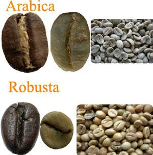 Tipos de café A maioria das árvores de café cresce em áreas com climas subtropicais a cerca de 2000 metros acima do nível do mar. Cada árvore de café (fig.