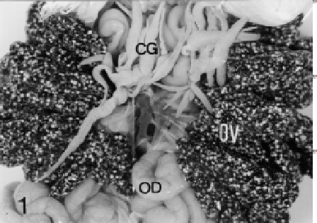 644 R.Bras.Zootec. Figura 1 - Figure 1 - Aparelho reprodutor de fêmeas de rã-touro, com detalhes de ovários (OV), vidutos (OD) e corpos gordurosos (CG).