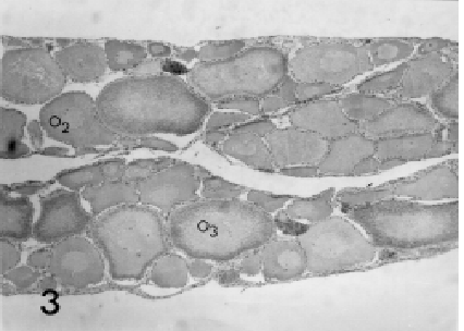 No citoplasma é visível o núcleo vitelínico, uma porção mais densa e basófila, sem contorno definido.