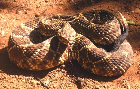 Serpentes Peçonhentas: Cascavel: Possuem o guizo ou chocalho na ponta da cauda. Podem atingir até 1,5m. Alimentam-se exclusivamente de mamíferos.
