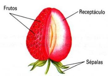 separados desde a flor, e