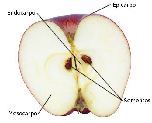 Frutos: Partes Endocarpo: camada interna e rígida protege