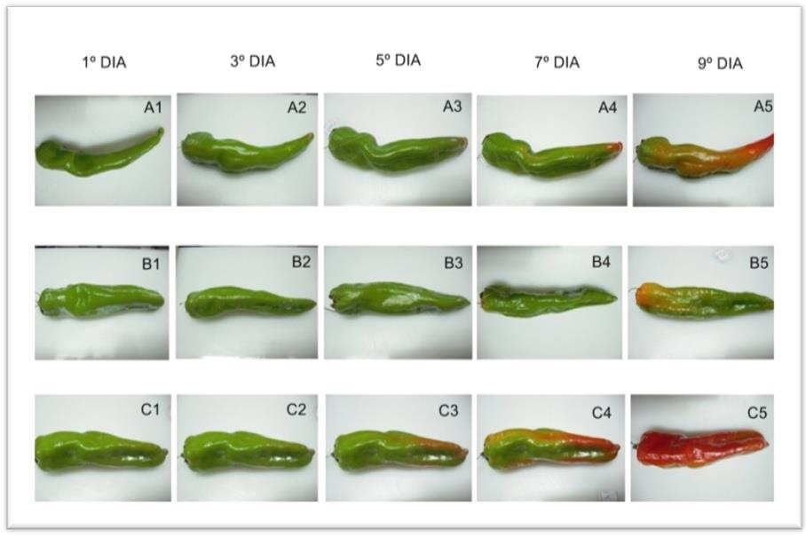 3.1. Aspecto Visual Na Figura 1 estão apresentadas fotos do amadurecimento de pimentas doces armazenadas à temperatura ambiente.