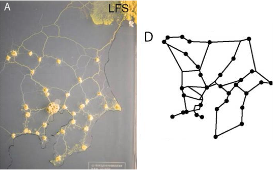 Slime mould Rede