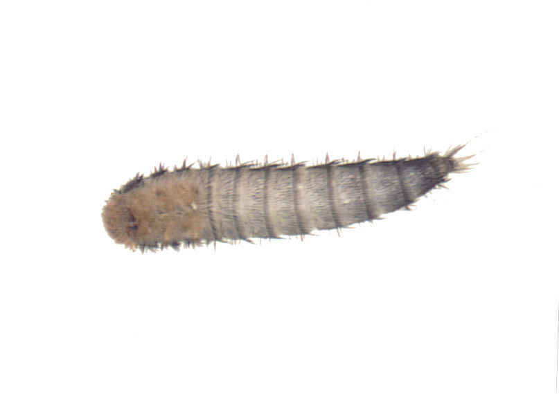 LARVA DE