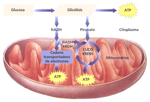 PRIMEIRA ETAPA - GLICÓLISE Quebra da molécula glicose GLICOSE AC.