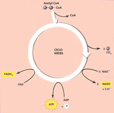 CICLO DE KREBS Continuação da quebra da molécula glicose com descarboxilações desidrogenações M I ÁCIDO PIRÚVICO + Coenzima A (2) C 3 H 4 O 3 NAD PRODUTOS FORMADOS NO CICLO DE KREBS POR CADA ÁCIDO