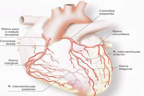 A irrigação do coração é assegurada pelas artérias coronárias e pelo seio coronário. As artérias coronárias são duas, uma direita e outra esquerda.