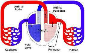 Circulação Pulmonar: Nesse tipo de circulação, o sangue rico em gás carbônico sai do coração pela artéria pulmonar, é oxigenado no pulmão e