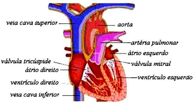 3.1 Definição e localização do Coração A princípio analisaremos a definição e localização do coração, seus limites anatômicos, composição (camadas: pericárdio, miocárdio e endocárdio), câmaras