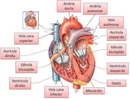 Letra D. Errado. A artéria aorta sai do ventrículo esquerdo para nutrir o corpo de sangue rico de O2. Letra E. Errado. As arteríolas são vasos arteriais que funcionam a baixa pressão.
