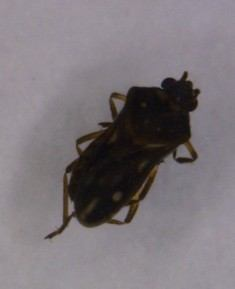 87 Figura 43. Hebridae Figura 44. Hydrometridae 5.6.