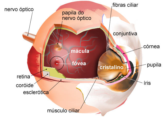 No entanto, eles são sensíveis à radiação eletromagnética numa faixa estreita de frequência. Cada receptor exibe um limiar de sensibilidade que varia de receptor para receptor.