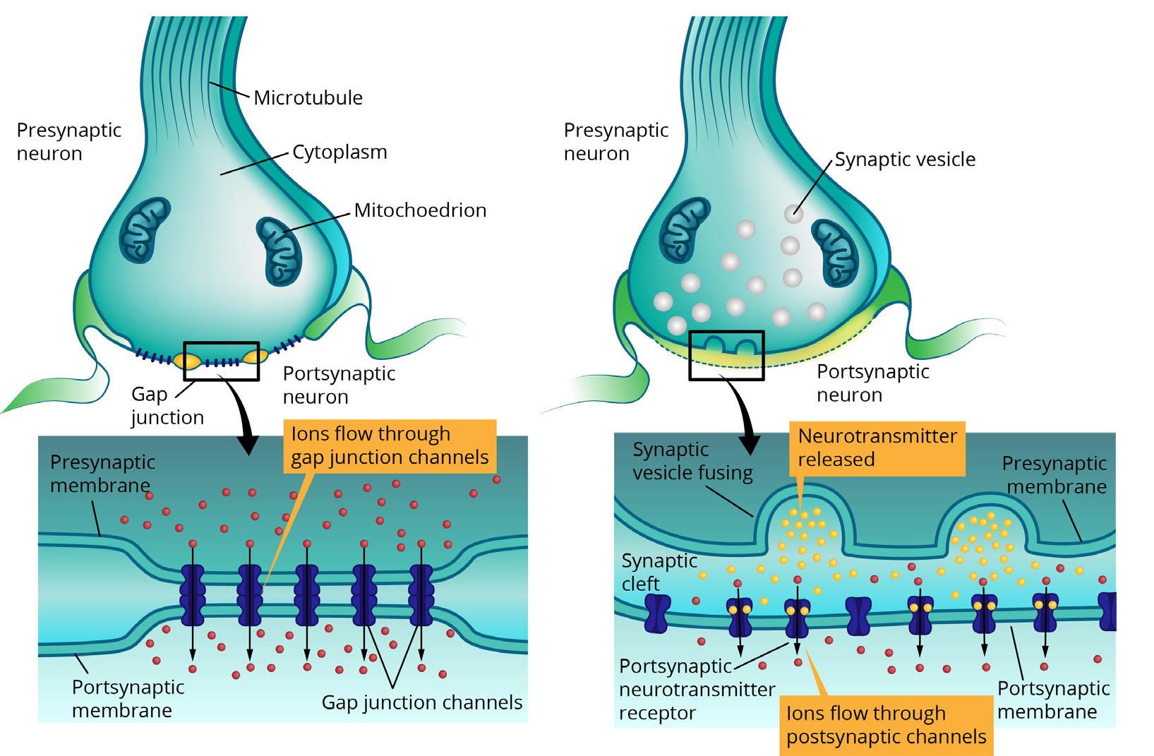 Eletromagnetismo» Sinais Elétricos no Corpo Humano 21 Figura 32: Tipos de sinapses.