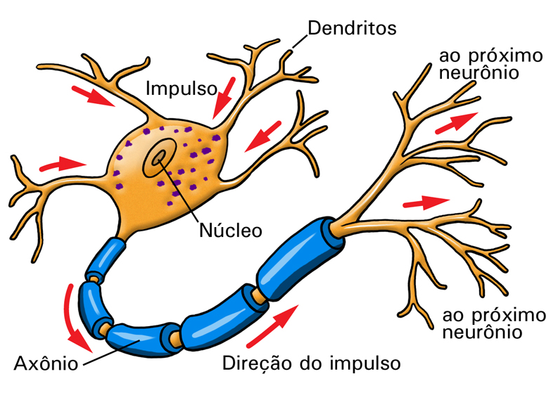 Eletromagnetismo» Sinais Elétricos no Corpo Humano 6 As Células Especializadas na Geração e Transmissão de Sinais As unidades estruturais do sistema nervoso são os neurônios e os gliócitos ou glias.