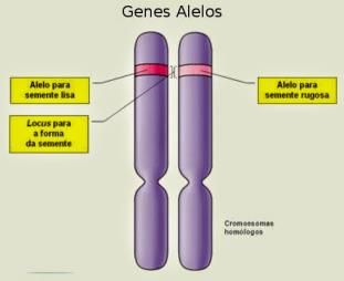 Termos Essenciais em Genética Cromossomo uma sequência linear de genes