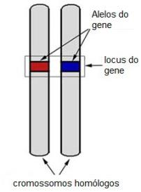 locos correspondentes em um par de cromossomos homólogos estão os