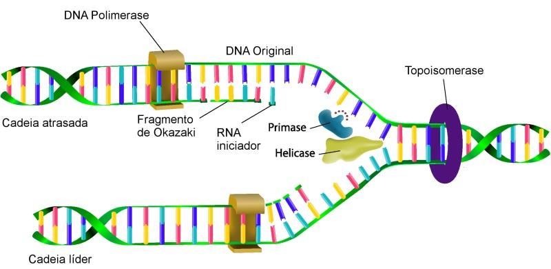 Duplicação DNA Ciclo celular DNA duplicado (núcleo da cell) 2 novas moléculas Síntese da nova cadeia