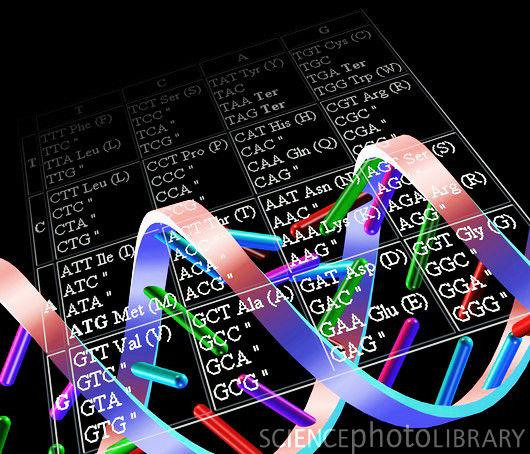 Genética Estuda a transmissão do material genético ao longo das gerações, a natureza química desse material e