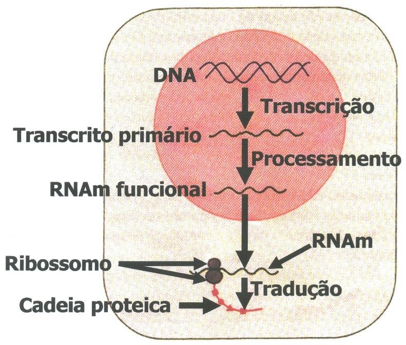 Síntese de RNA: Transcrição Todos os tipos de RNA nas cells são formados no processo de transcrição RNAr ocorre associado a proteínas formando os ribossomos RNAm leva a