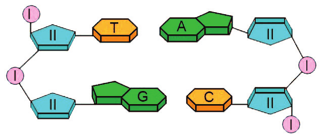 Proposto I) Um nucleotídeo é formado por um grupo fosfato (I), uma molécula do açúcar desoxirribose (II) e uma molécula de base nitrogenada; II) Um nucleotídeo com Timina (T) em uma cadeia pareia com
