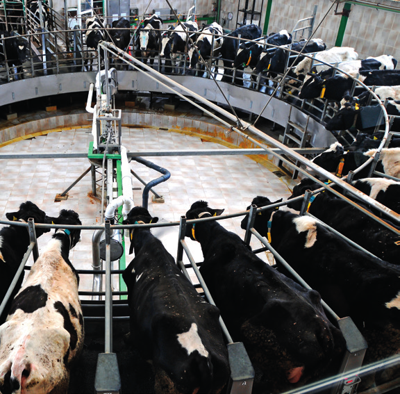 PAIS: touros gir leiteiro ou holandês provados para leite, saúde e conformação funcional.