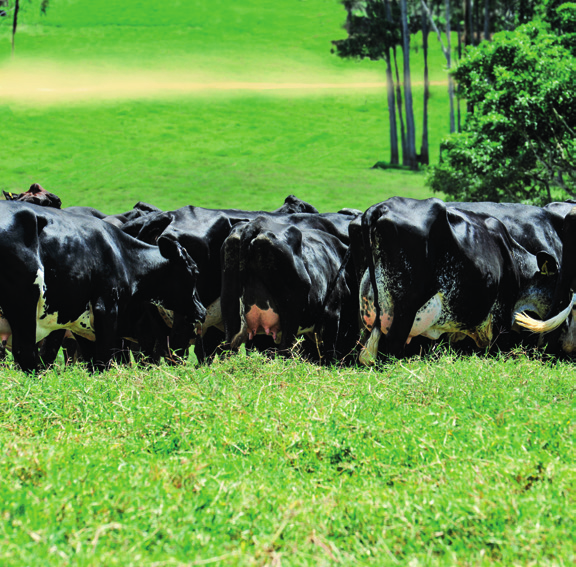 livro-fechado ½ gir x holandês, lactação ajustada >6.000 kg, filhas de touros com PTAL positivo. PAIS: touros holandeses provados para leite, saúde e conformação funcional.