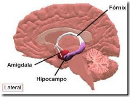 23 Figura8. Fonte: www.blocly.com em 17/01/2011 às 01:55 As principais funções do hipocampo são: consciência espacial, formação da memória e recordações.
