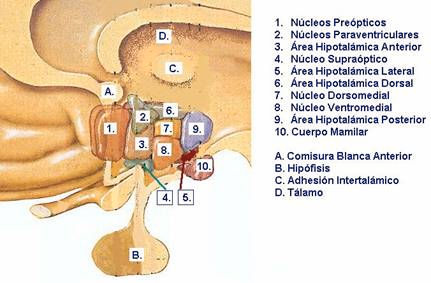 34 Na zona periventricular são encontrados grupos celulares que estão envolvidos no controle de neurônios pré-ganglionares das divisões simpática e parassimpática do sistema nervoso regulatório