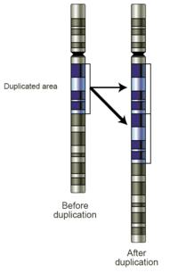 Enquanto as duplicações podem ser locais, envolvendo um ou poucos genes, a duplicação de todo o genoma também ocorre.
