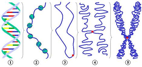 característico dos eucariotos (ver abaixo). O controle transcricional dos genes de bactérias ocorre através da ligação de proteínas ao promotor e algumas regiões adjacentes.