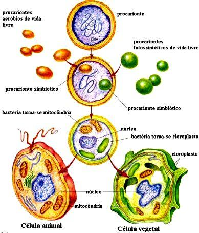 Figura 5 Envento endossimbiótico que deu origem as mitocôndrias e plastídeos. Fonte: http://curlygirl.no.sapo.pt/imagens/endosimb.