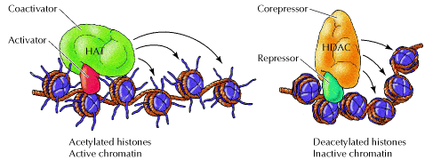 Remodelagem da Cromatina Histonas acetiladas: Cromatina ativa Histonas desacetiladas: