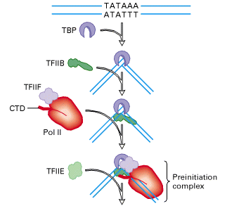 RNA polimerase II de eucariotos requer fatores gerais de transcrição (TFII)