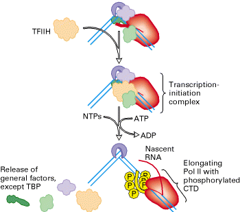 RNA polimerase II de eucariotos requer fatores gerais de transcrição (TFII) Complexo pré-transcricional