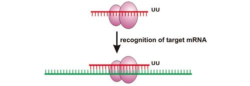 Fontes de RNA de Interferência Genes de microrna mir Possuem sequências invertidas que formam um