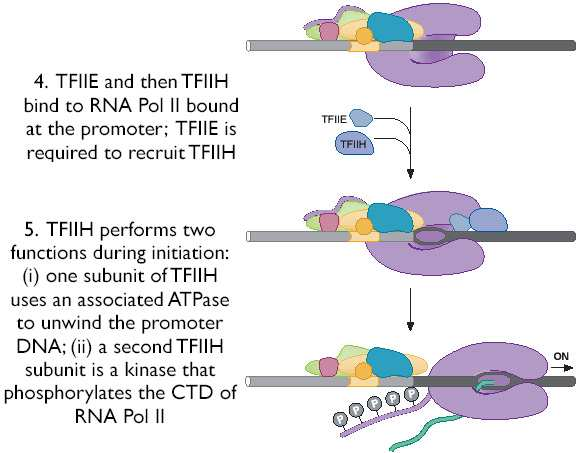 4- TFIIE e só depois TFIIH se ligam ao complexo polimerase/promotor 5- TFIIH participa de duas formas: -com sua atividade ATPásica desenrola a hélice do DNA