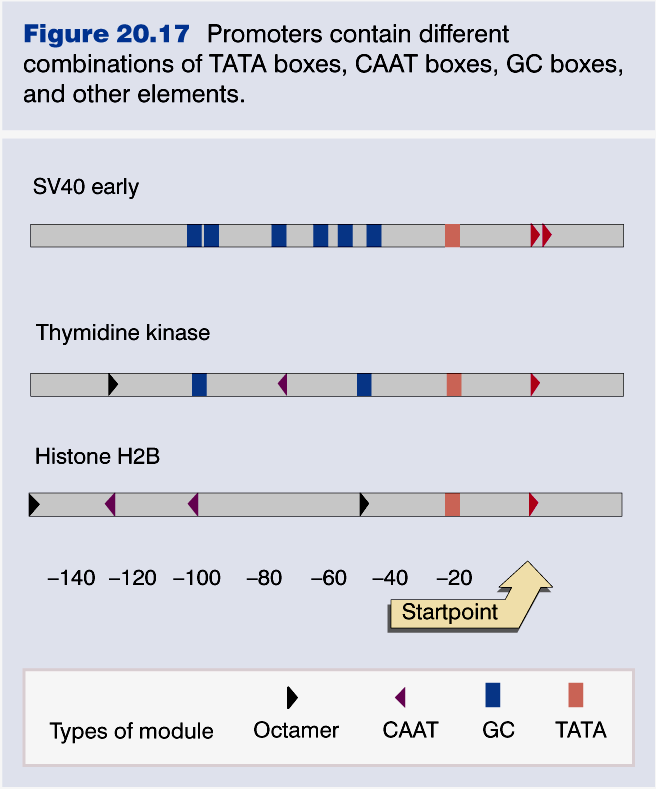 Promotores eucarióticos da RNA pol II: grande diversidade de sequências curtas eficiência e regulação da transcrição
