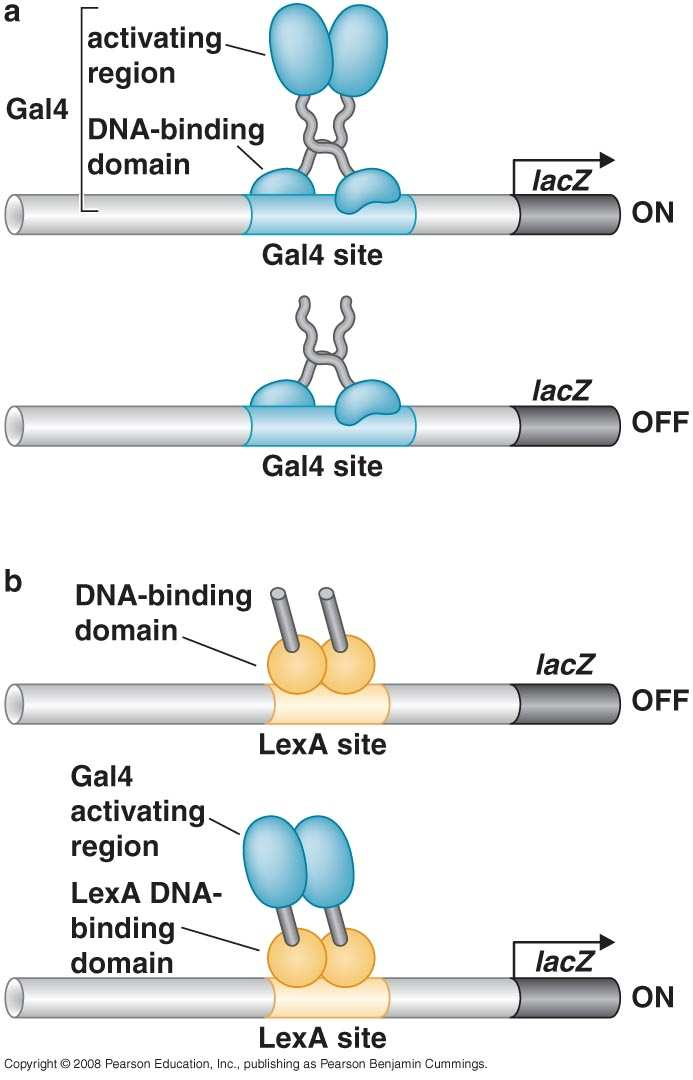 Os Fatores de Transcrição são proteínas modulares Explique o resultado da figura ao lado (a e b) Os domínios são