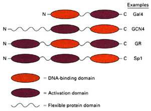 Adaptado de Lodish et al. (2000) Molecular Cell Biology, 4 nd edition, Freeman and Company, New York. Diagrma esquemático ilustrando a estrutura modular de ativadores da transcrição de eucariotos.