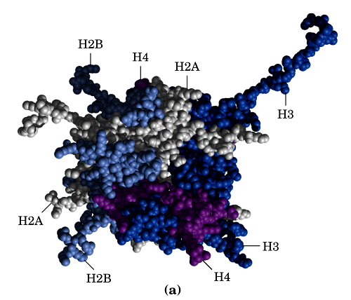 Representação do core de Histonas de um nucleossomo Além das histonas, outras proteínas fazem parte da cromatina -